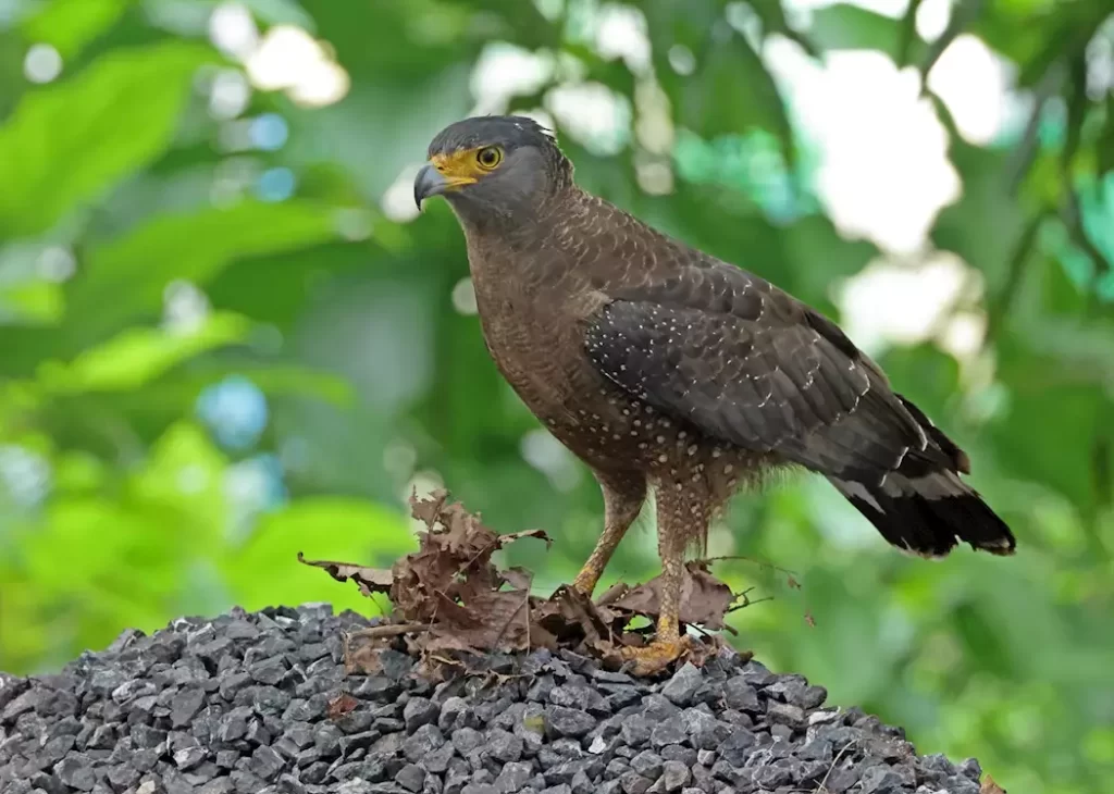 16026663-crested-serpenteagle-andaman-islands